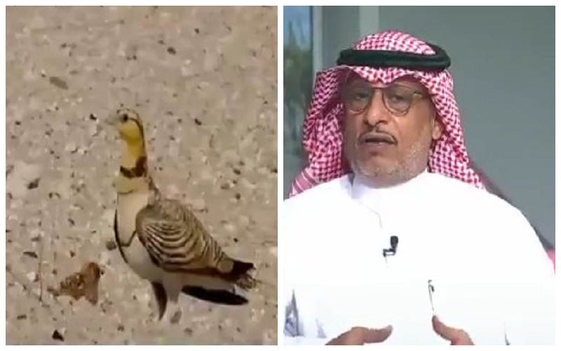شاهد: مصور سعودي يستغرق 7 سنوات ليصور طائر "القطا".. ويكشف سر انتظاره طوال هذه المدة!