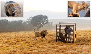 شاهد: حديقة حيوان بجنوب أفريقيا تضع الزوار في أقفاص والأسود طلقاء حولهم