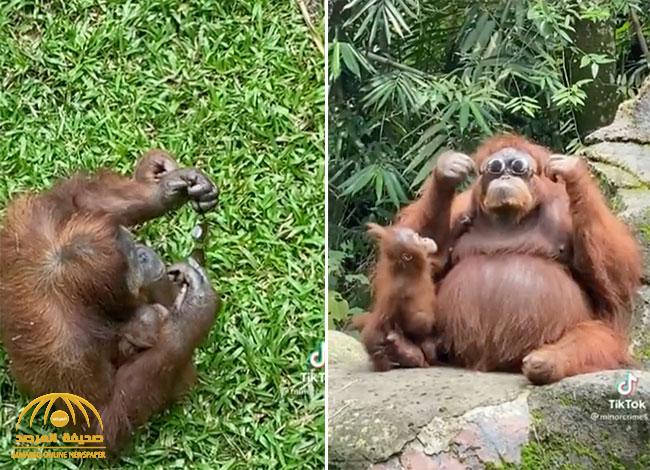 شاهد.. ردة فعل مفاجئة لقرد "إنسان الغاب" بعد أن سقطت أمامه نظارة شمس في أحد الحدائق