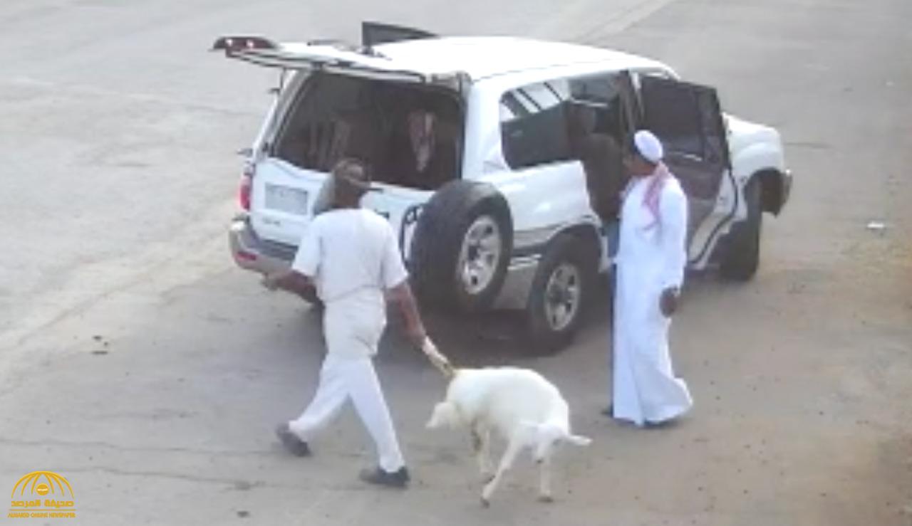شاهد : لصان يخدعان عامل ويسرقان خروف بعدما وضعه في صندوق السيارة !