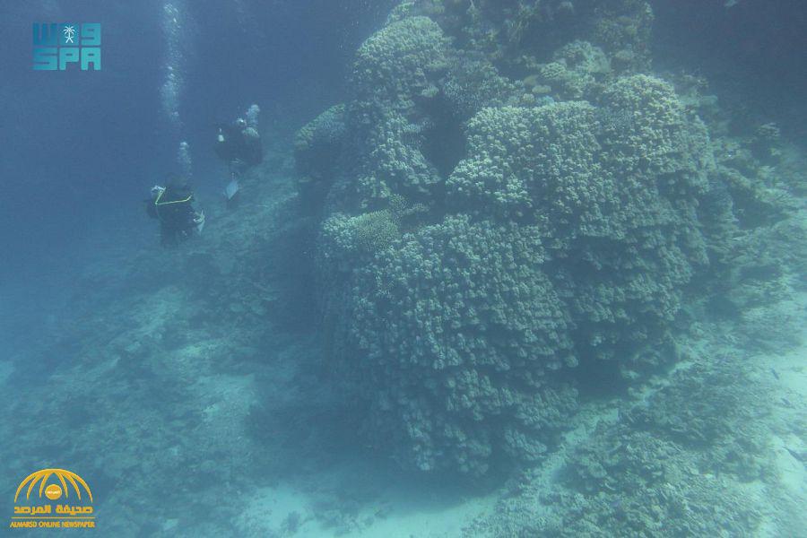الأول من نوعه في البحر الأحمر .. شاهد: اكتشاف مستعمرة مرجانية ضخمة في جزيرة " الوقادي " يعود عمرها لـ 600 عام