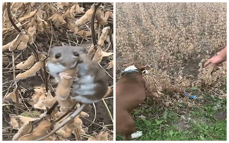 فيديو طريف.. شاهد: كيف هرب "فأر" من كلاب صيد تلاحقه في مزرعة للقضاء عليه
