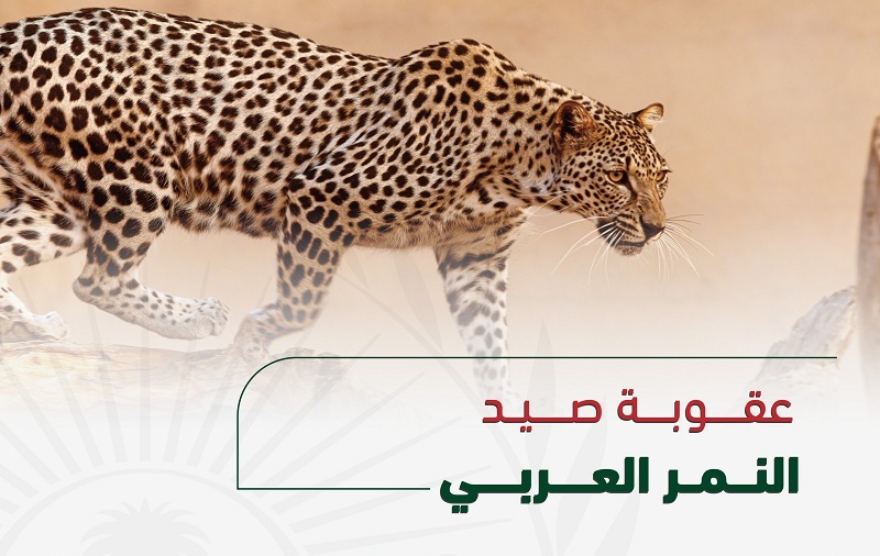 تعرف على عقوبة صيد النمر العربي ومتى يتم تغليظها