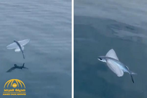 تمتلك 4 أجنحة.. شاهد: ردة فعل امرأة عندما تفاجأت بسمكة تطير فوق البحر أثناء رحلة على السواحل