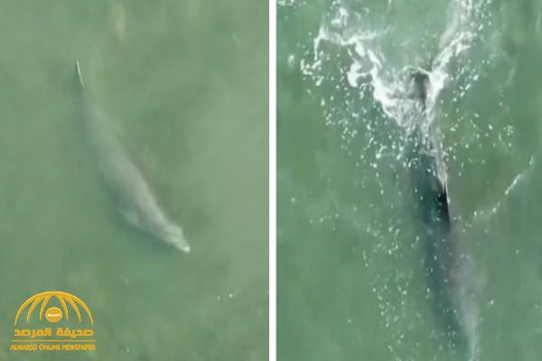 بدلاً من السباحة والتعب: شاهد.. الدلافين تلجأ إلى حيلة غريبة لاصطياد "الأسماك" بضربة قاتلة