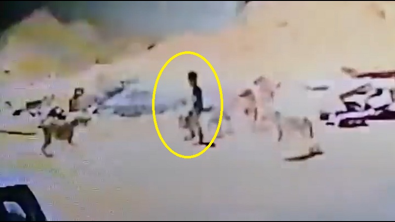 " نهشوا  ملابسه وكادوا يفتكوا به".. شاهد: مجموعة من الكلاب الضالة تهاجم طفلا في تبوك