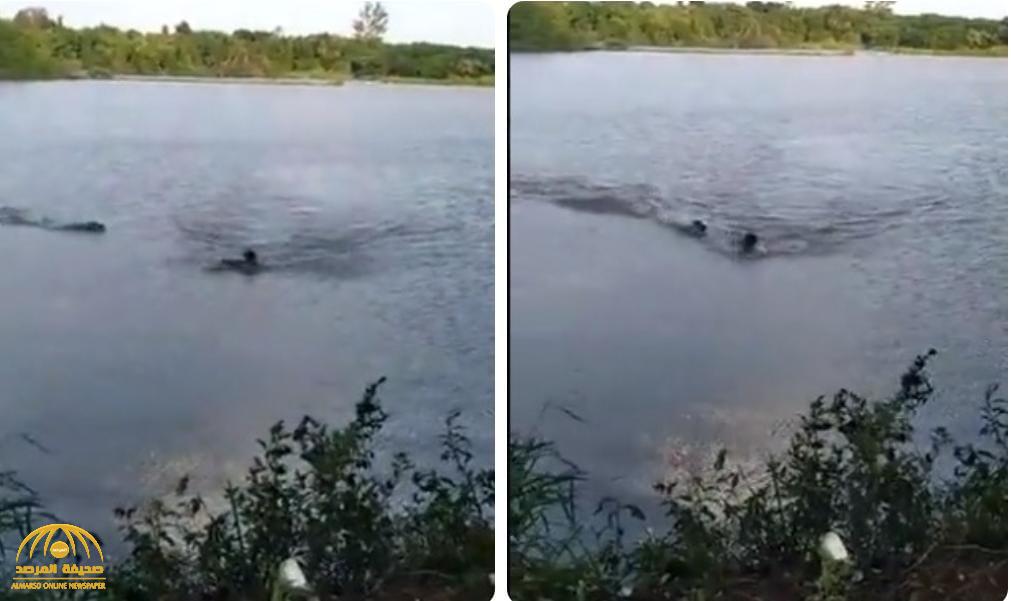 شاهد: تمساح عملاق يهاجم شاب يسبح في بحيرة ويحاول قتله