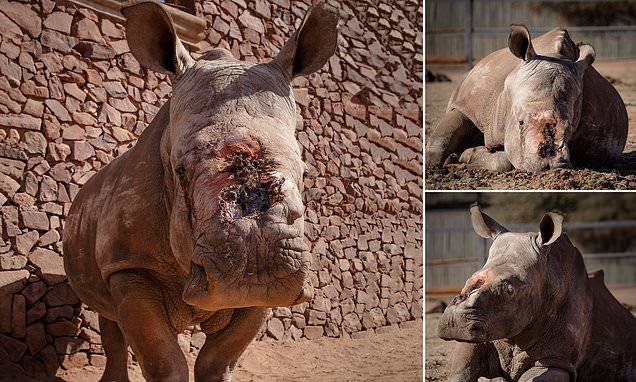 شاهد : وحيد القرن يبكي من شدة الألم بعدما انتزع صيادون أفارقة قرنه من وسط جمجمته