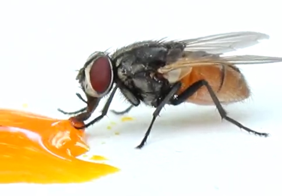 علماء يكشفون ما يفعله الذباب بطعامك عند الوقوف عليه - فيديو