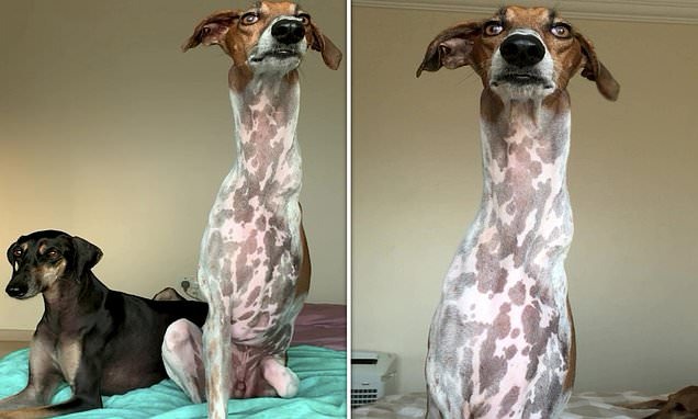 شاهد:  أغرب كلب في العالم  يمتلك رقبة طويلة وثلاث أرجل فقط