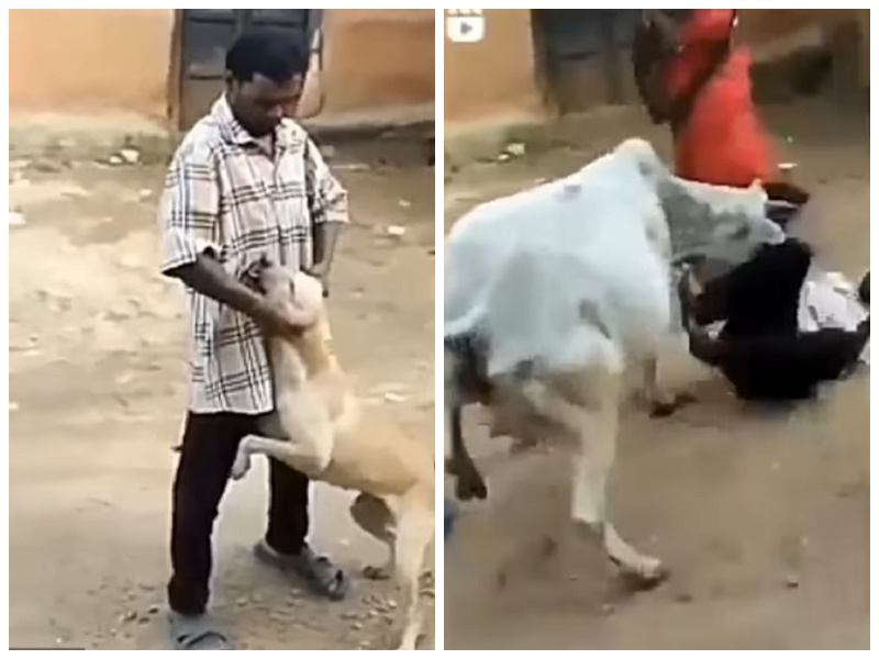 شاهد: لحظة هجوم "بقرة" على شخص ودهسه لإنقاذ "كلب" من التعذيب