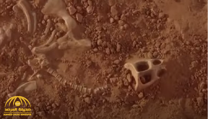 العثور على جمجمة زاحف بحري عملاق "هيمن" على البحار لـ200 مليون سنة يثير شك العلماء حول نظرية التطور... فيديو