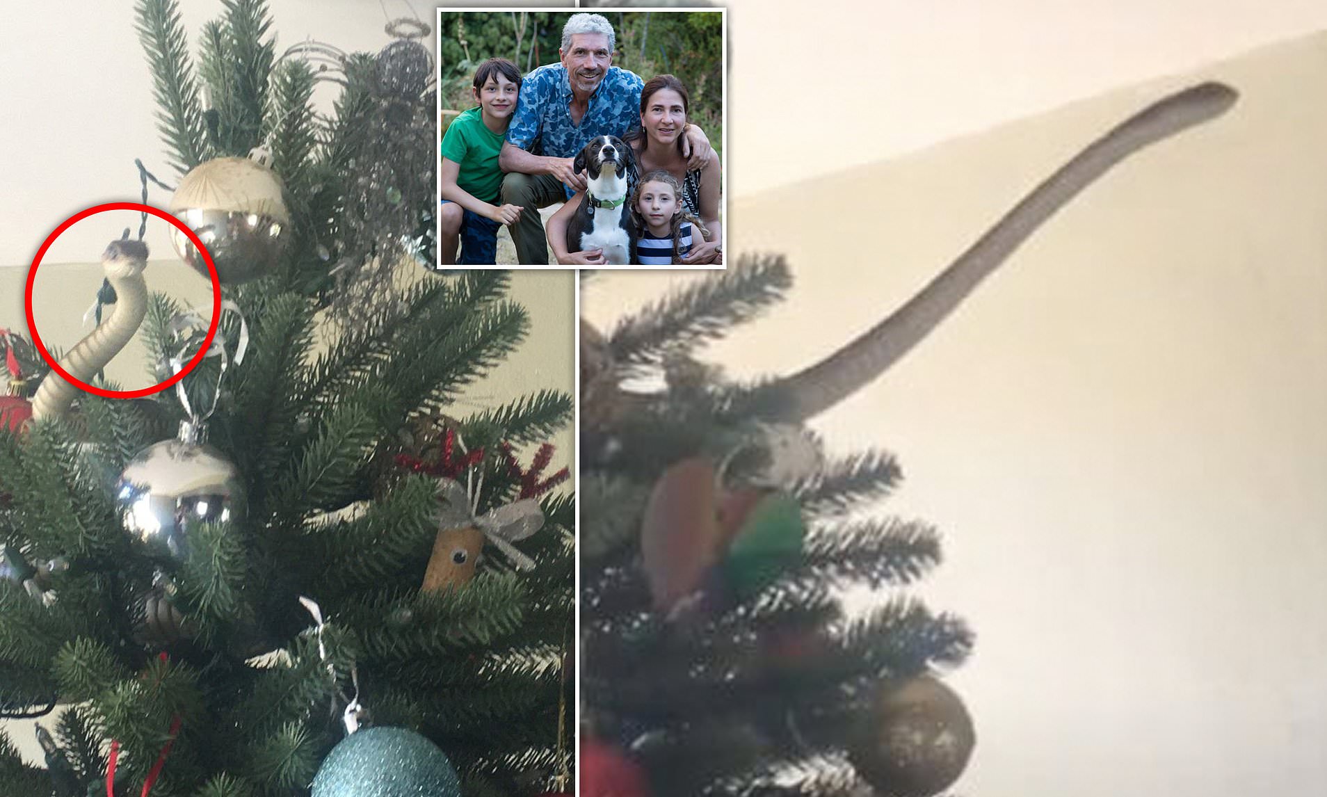 شاهد : عائلة بريطانية تشتري "شجرة الكريسماس" وبعد تزيينها كانت المفاجأة !
