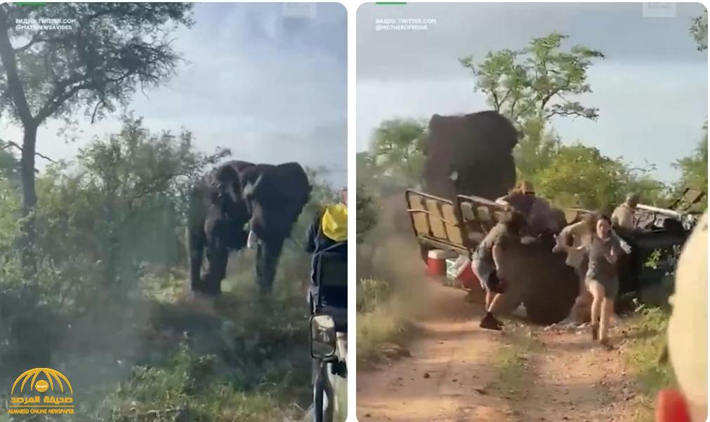 شاهد.. فيل غاضب يقلب سيارة سُياح حاولوا الاقتراب منه في جنوب إفريقيا