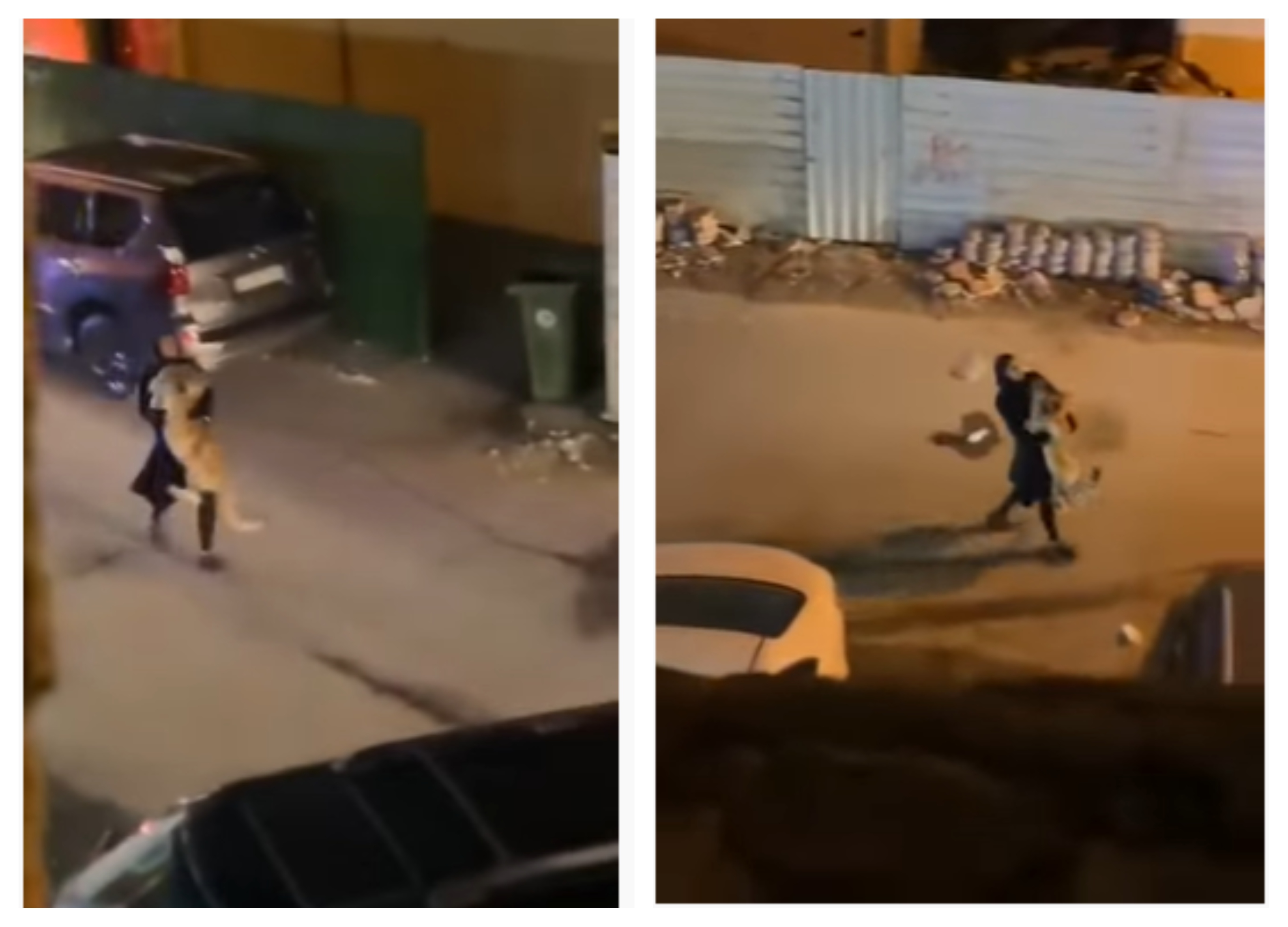 شاهد: فتاة تمسك بأسد هارب في أحد أحياء الكويت.. وهذا ما فعله معها 