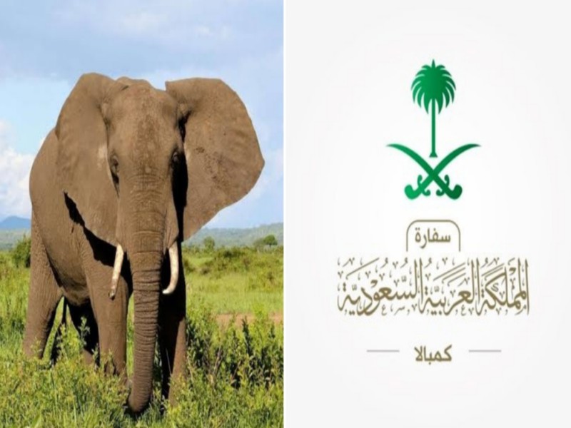 سفارة المملكة في أوغندا تكشف مفاجأة بشأن حقيقة مقتل سائح سعودي دهسا تحت أقدام فيل في رحلة سفاري!