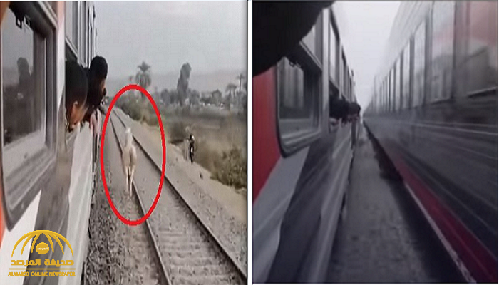 شاهد.. حصان يسابق قطارين على خط سكة حديد في مصر