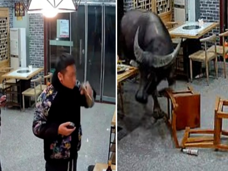شاهد : جاموس هارب يفاجئ رجل صيني داخل مطعم ويُلقي به في الهواء