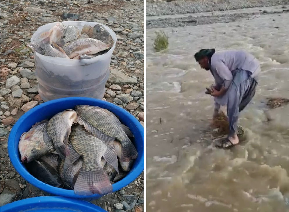 "بعد فيضان سد وادي قرن بالطائف".. شاهد : ظهور مفاجئ للأسماك أثناء جريان مياه الأمطار وباكستاني يصطادها بيده