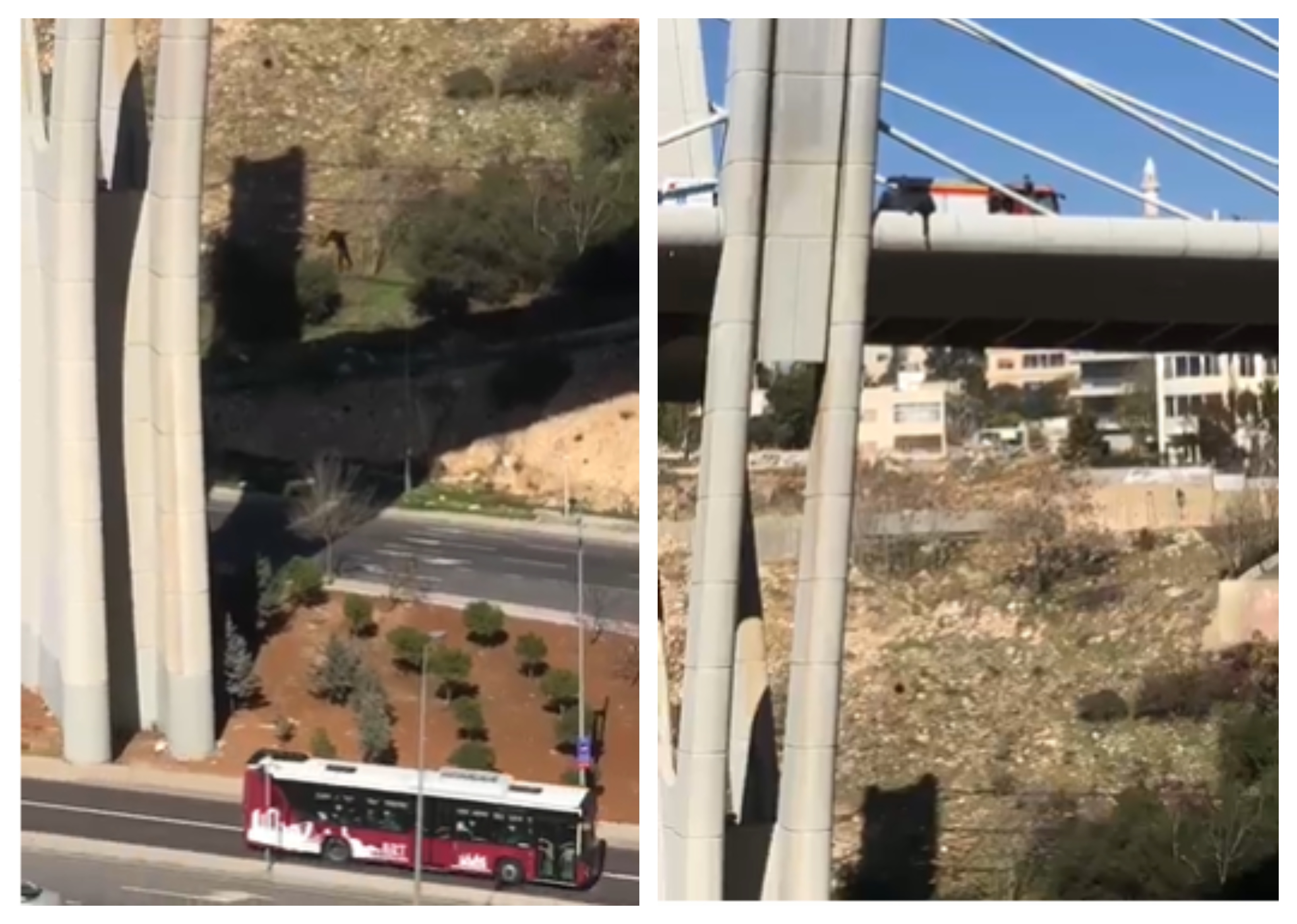 شاهد.. لحظة انتحار شاب من أعلى جسر بالأردن