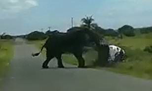 شاهد : فيل غاضب يهاجم سيارة تستقلها أسرة ويقلبها